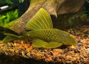 Blue phantom catfish